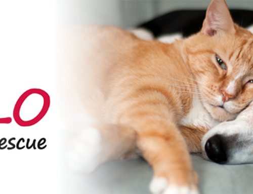 HALO Animal Rescue Celebrates 27 Years of Saving Animals’ Lives