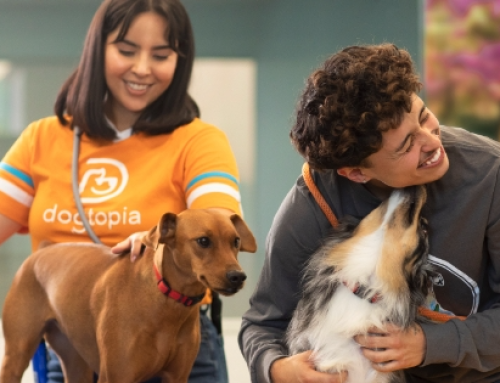 Dogtopia: Where Play Meets Training