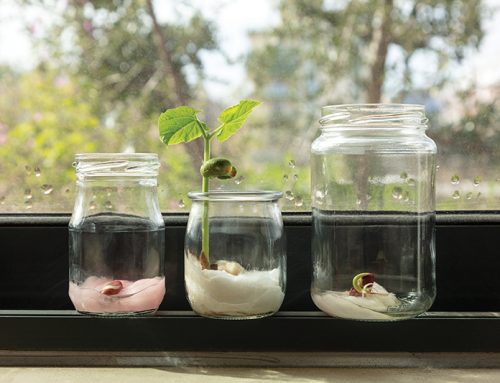 Bean in a Jar: Learn about germination with this easy experiment.