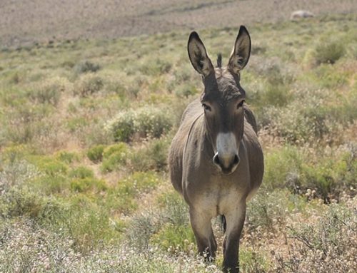 Loco for Long Ears, Your Local Burro Group